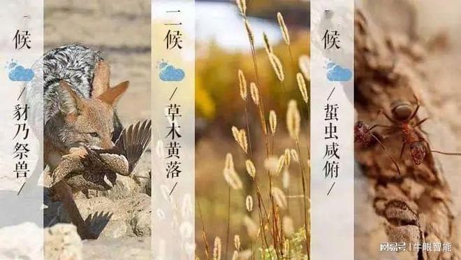 九游体育：霜降秋暮露成霜云卷寒风降(图1)