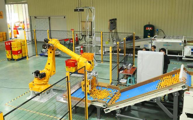 熊猫体育平台：开挂了！融安金桔智能分拣机械臂1小时干2人活～(图1)