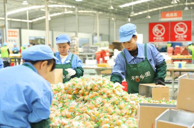 熊猫体育平台：开挂了！融安金桔智能分拣机械臂1小时干2人活～(图3)