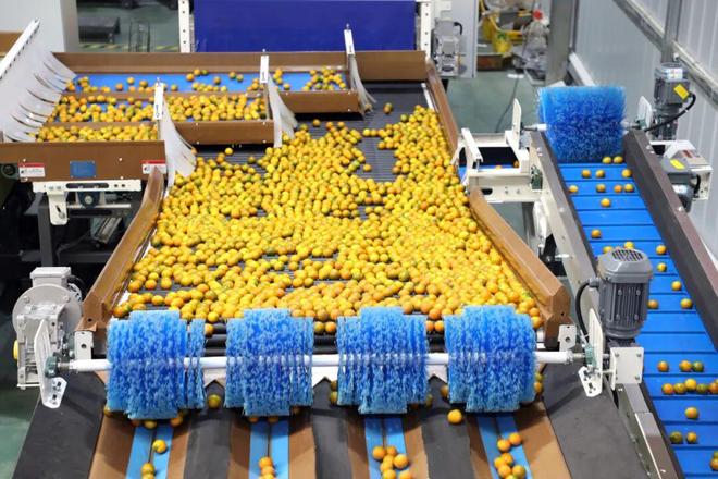 熊猫体育平台：开挂了！融安金桔智能分拣机械臂1小时干2人活～(图5)