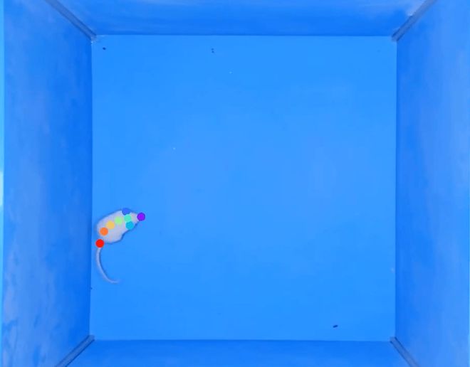 旷场实验分析系统——啮齿类动物行为学经典检测平台解析(图1)