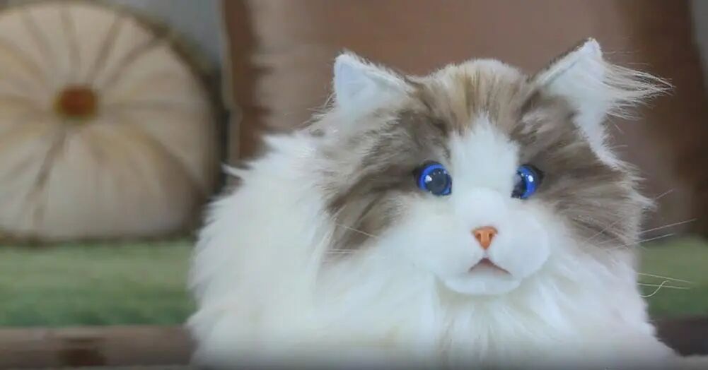 AI宠物机器人如此小众的赛道红杉也投了？(图2)